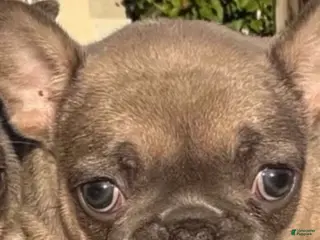 French Bulldog dogs for sale: Forest - Ad 2