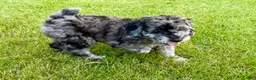 Miniature Poodle dogs for sale: Lexi - Ad 4