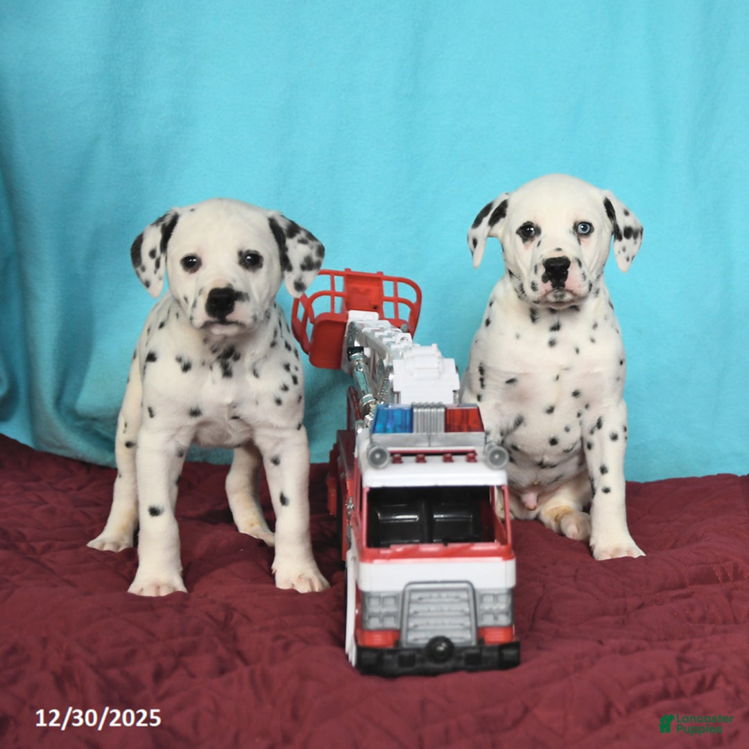 Dalmatian dogs for sale: Oscar - Ad 3