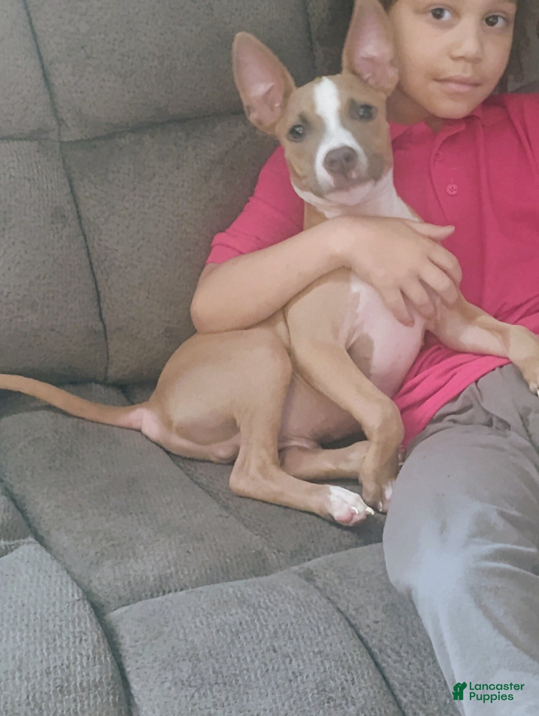 American Pit Bull Terrier dogs for sale: American Pitbull Terrior - Ad 3