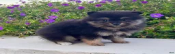 Pomeranian dogs for sale: Finn - Ad 5