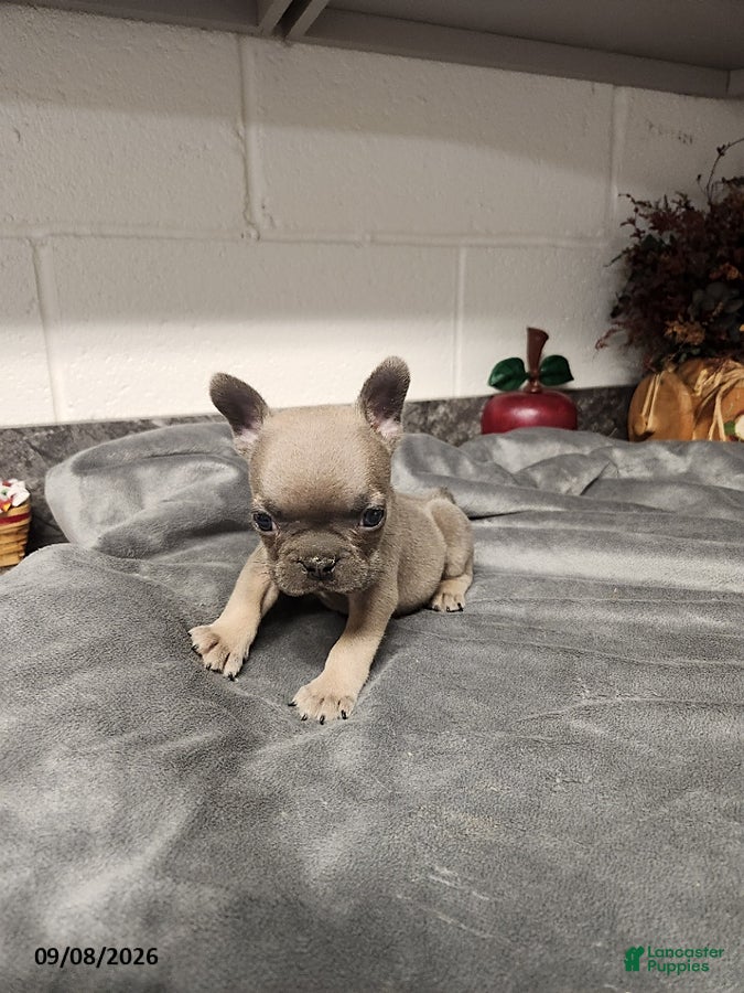 French Bulldog dogs Atlee - Ad 2