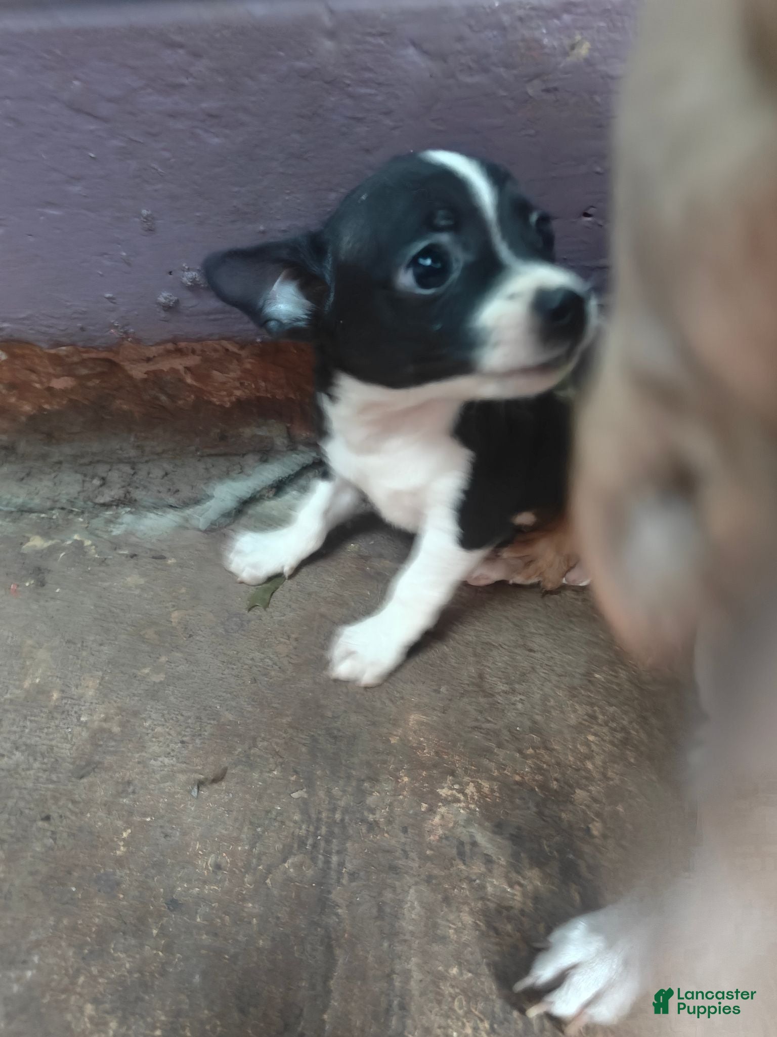Chihuahua dogs Chihuahua 2 M - Ad 1