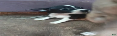 Chihuahua 2 M
