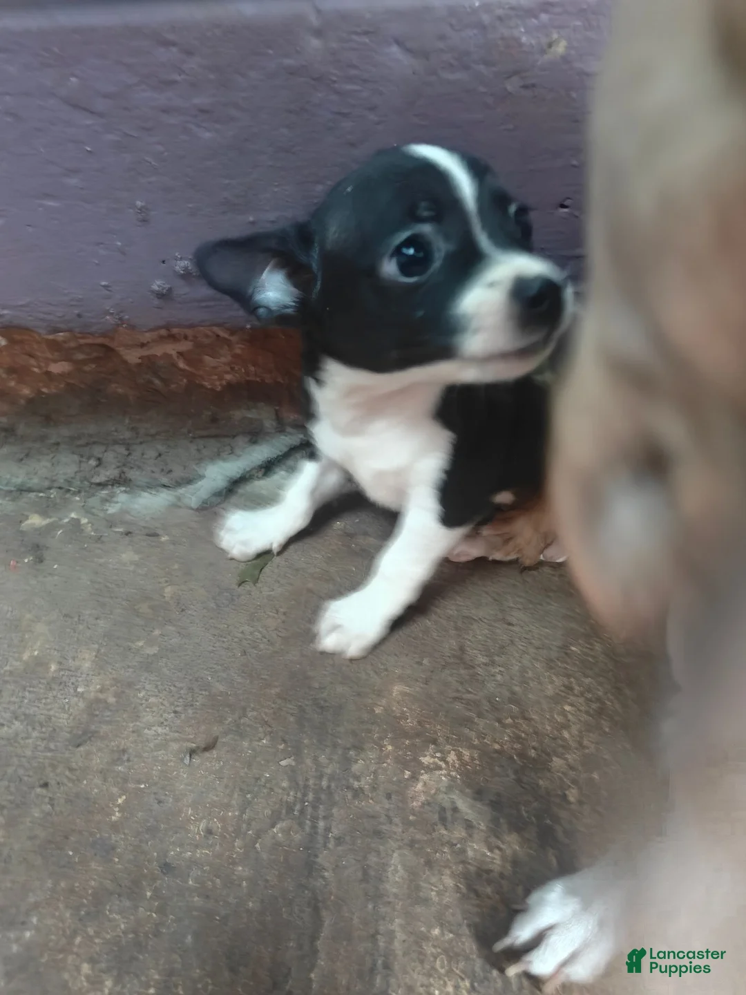 Chihuahua dogs for sale: Chihuahua 2 M - Ad 1