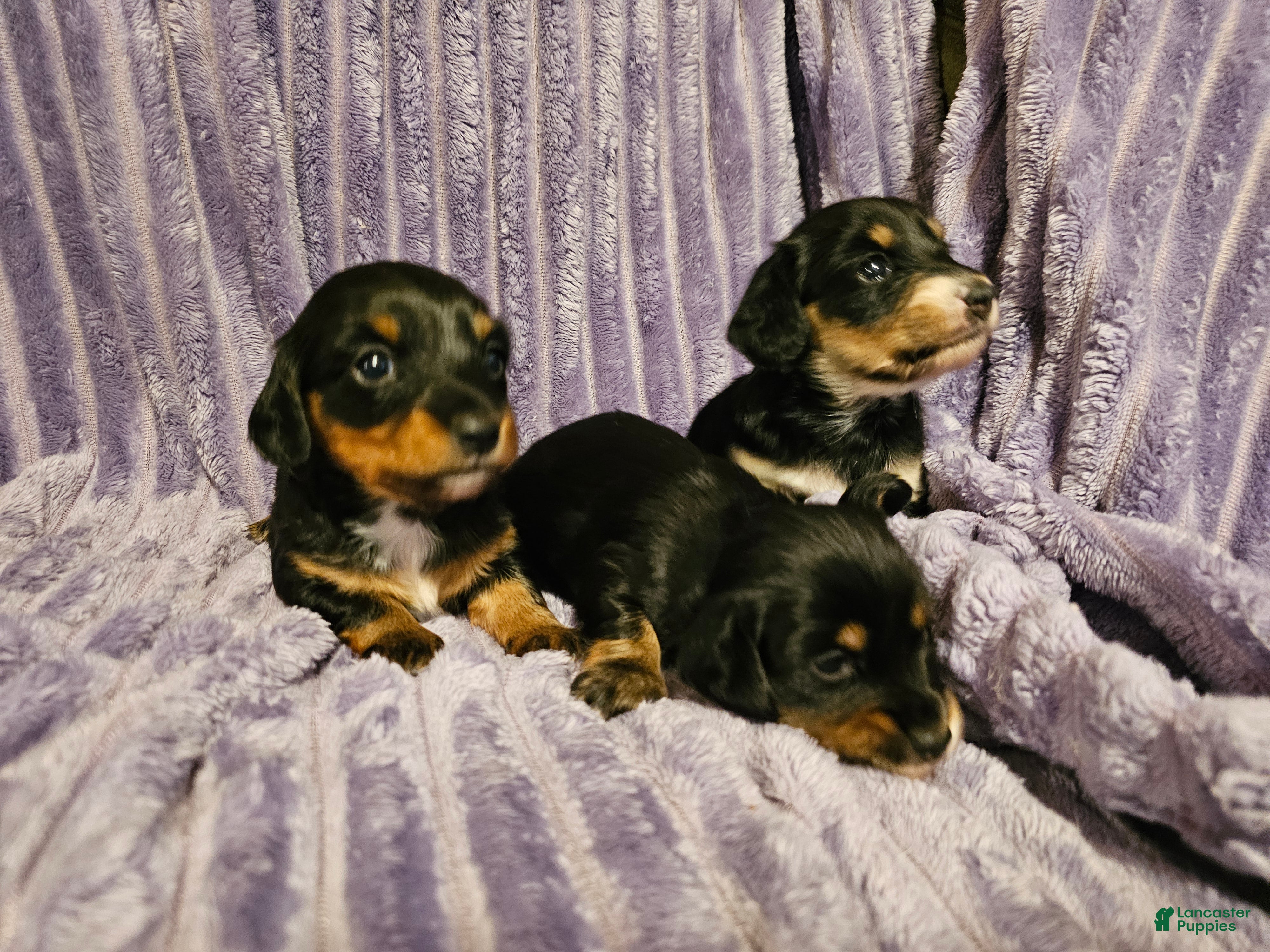 Miniature Dachshund dogs Meekah - Ad 16