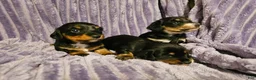 Miniature Dachshund dogs for sale: Meekah - Ad 1