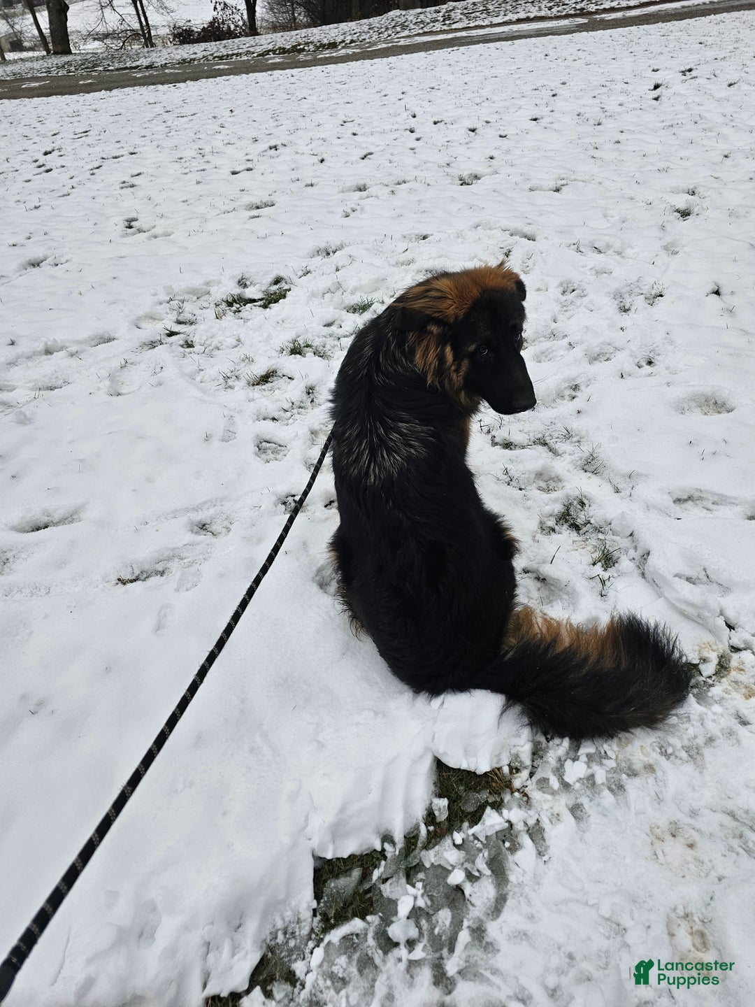 German Shepherd dogs for sale: Cannon - Ad 6