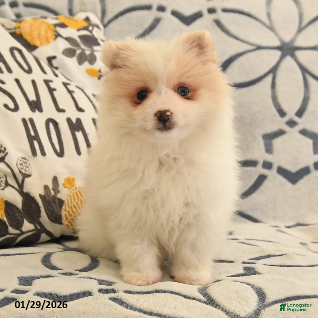 Pomeranian dogs for sale: Queenie - Ad 2