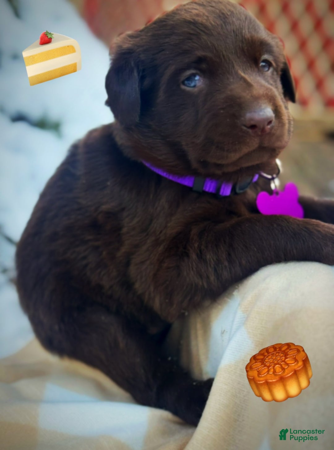Labrador Retriever dogs for sale: Labrador Retriever Puppy 1 - Ad 7