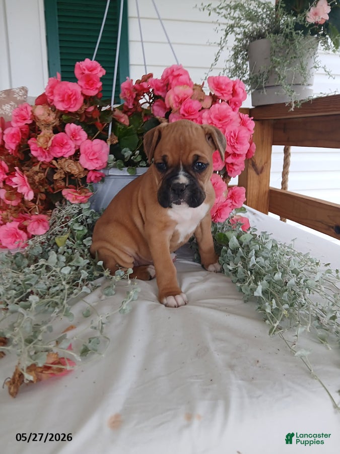 Boxer dogs Tanikka - Ad 1