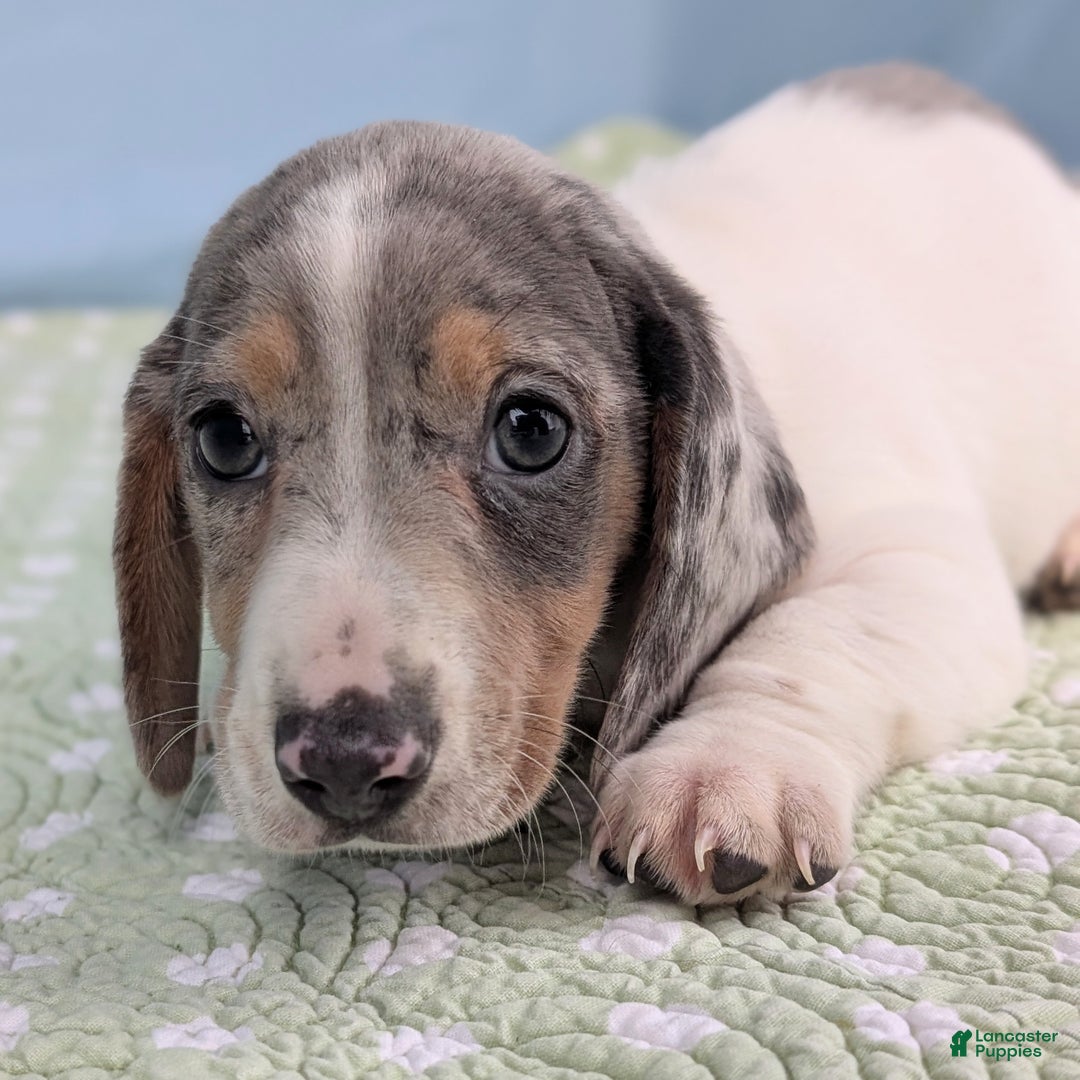 Miniature Dachshund dogs for sale: Sweet Potato - Ad 7