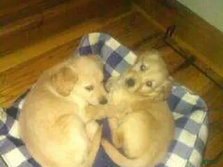 Golden Retriever dogs molly - Ad 19