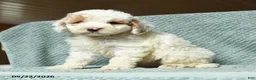 Cavapoochon dogs for sale: Walton - Ad 2