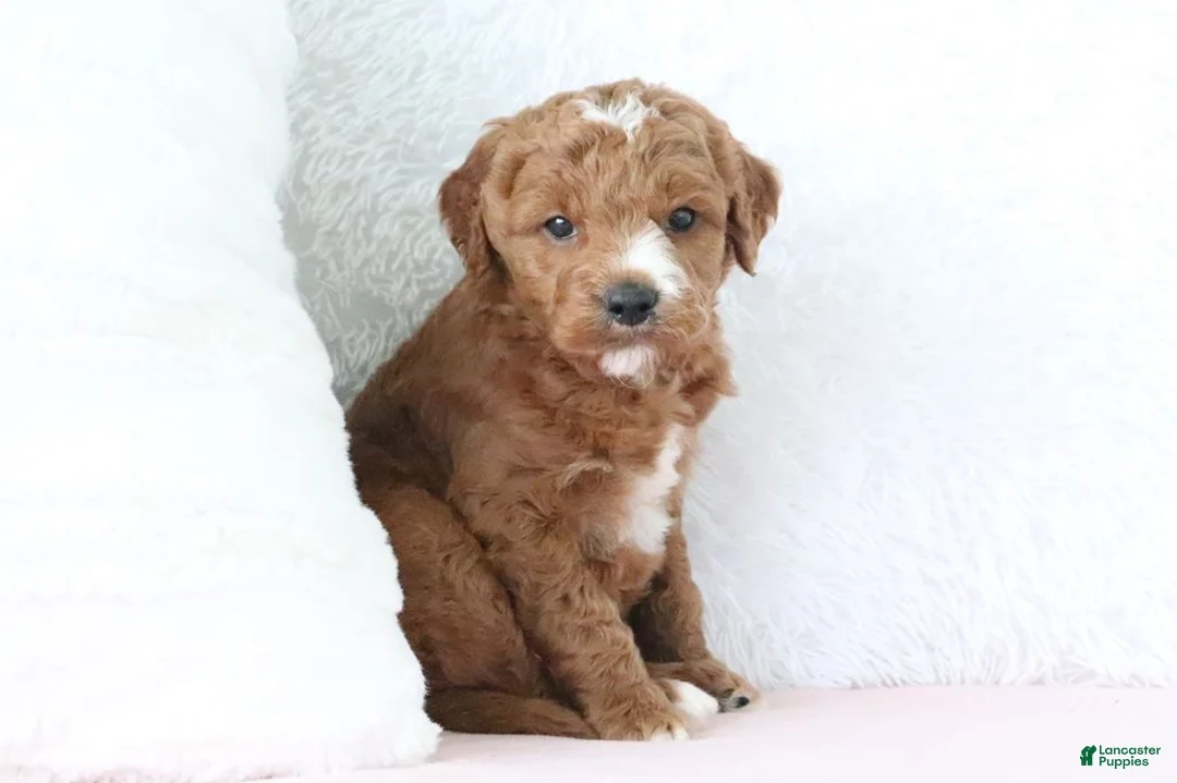 Mini Goldendoodle dogs for sale: Jack - Ad 4