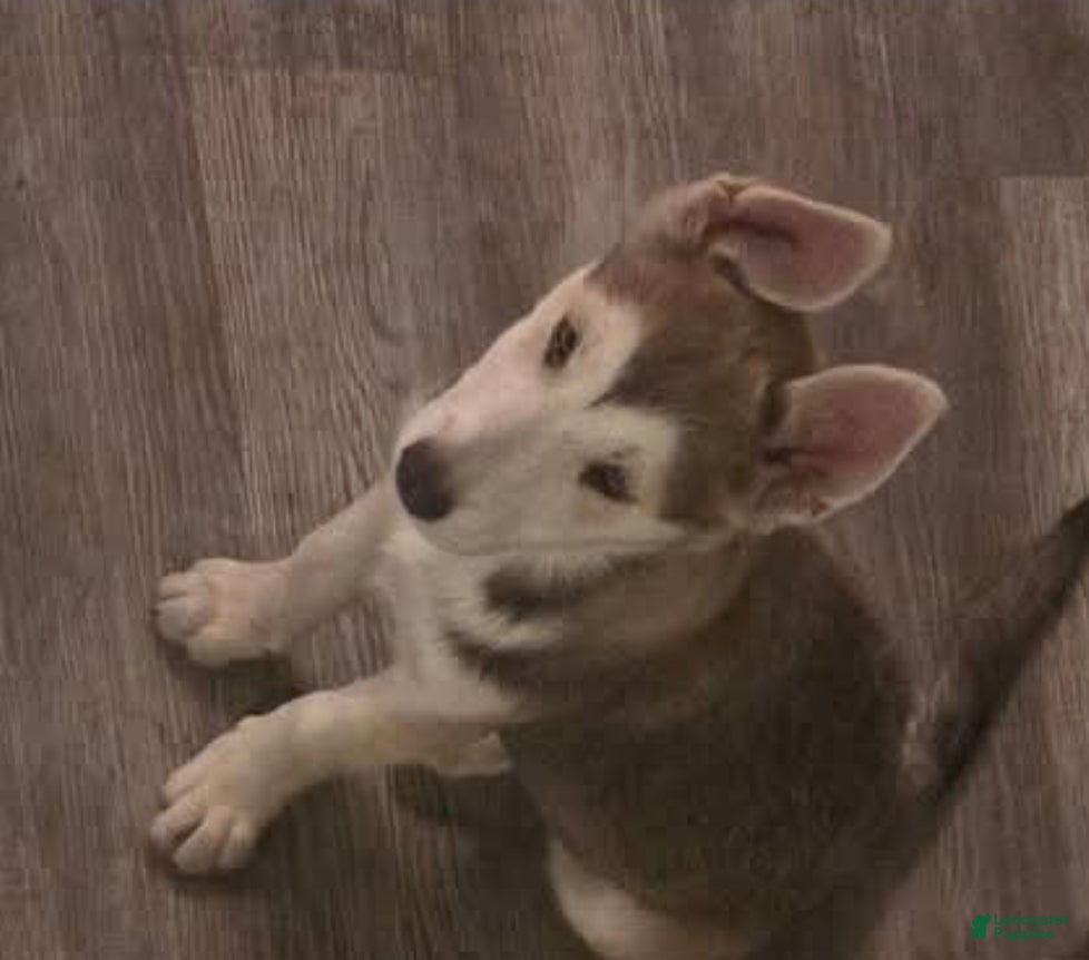Gerberian Shepsky dogs Honeycomb - Ad 8