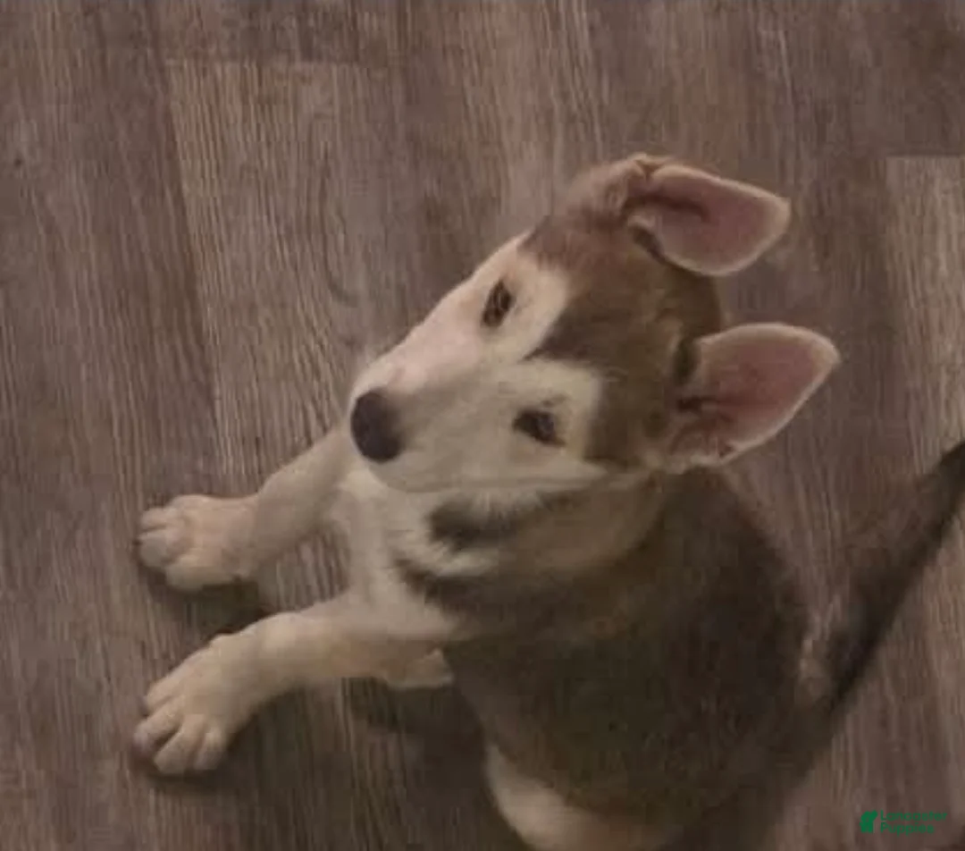 Gerberian Shepsky dogs for sale: Honeycomb - Ad 1