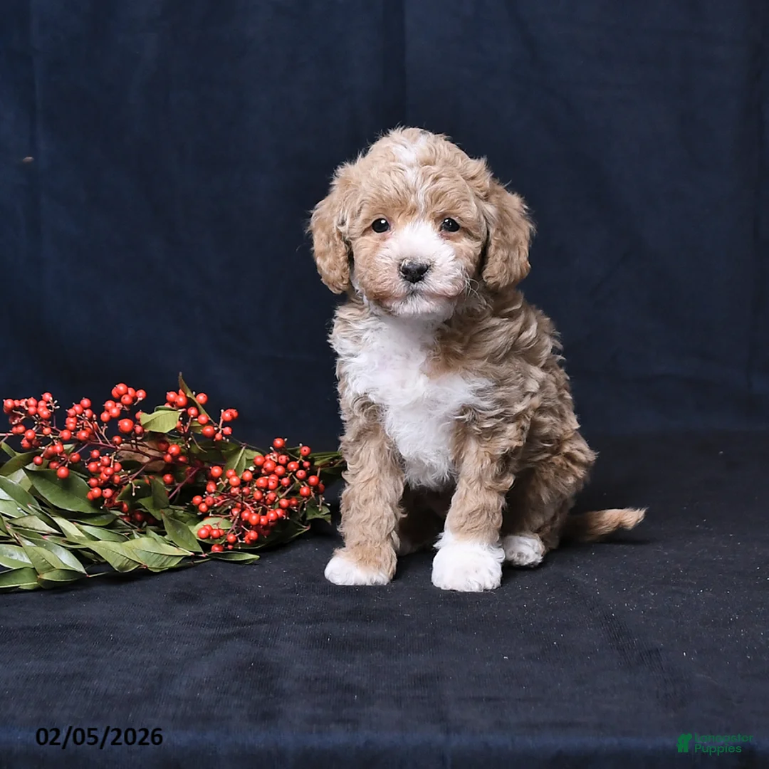 Toy Poodle dogs for sale: Neil - Ad 1