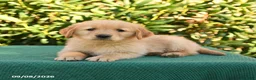 Golden Retriever dogs for sale: Noodles - Ad 3