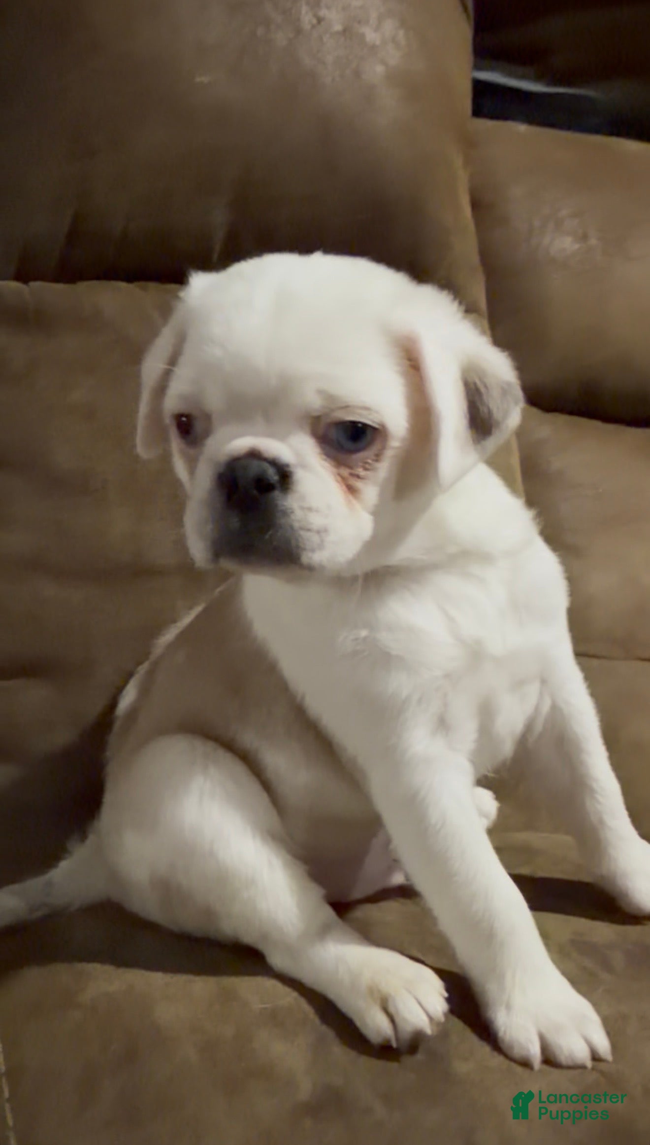 Pug dogs Reggie  - Ad 2