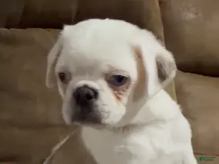 Pug dogs Reggie - Ad 2