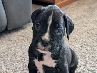 Boxer dogs Jewel - Ad 10