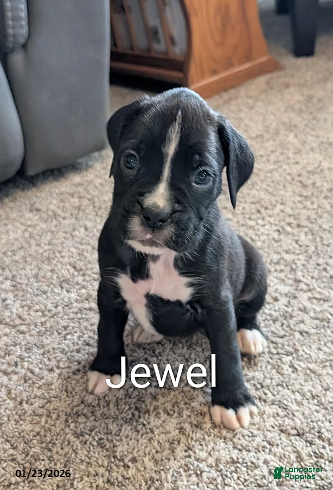 Boxer dogs for sale: Jewel - Ad 2