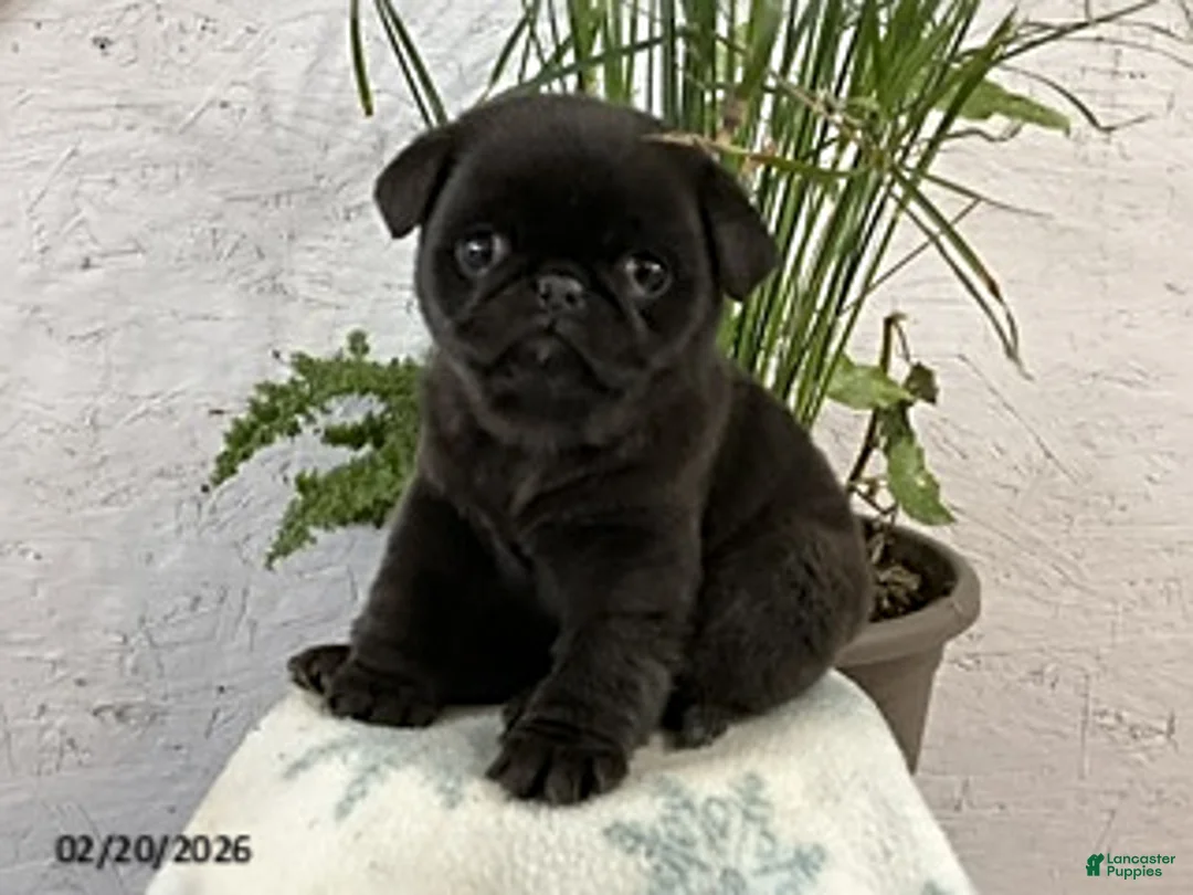 Pug dogs for sale: Fraser - Ad 1