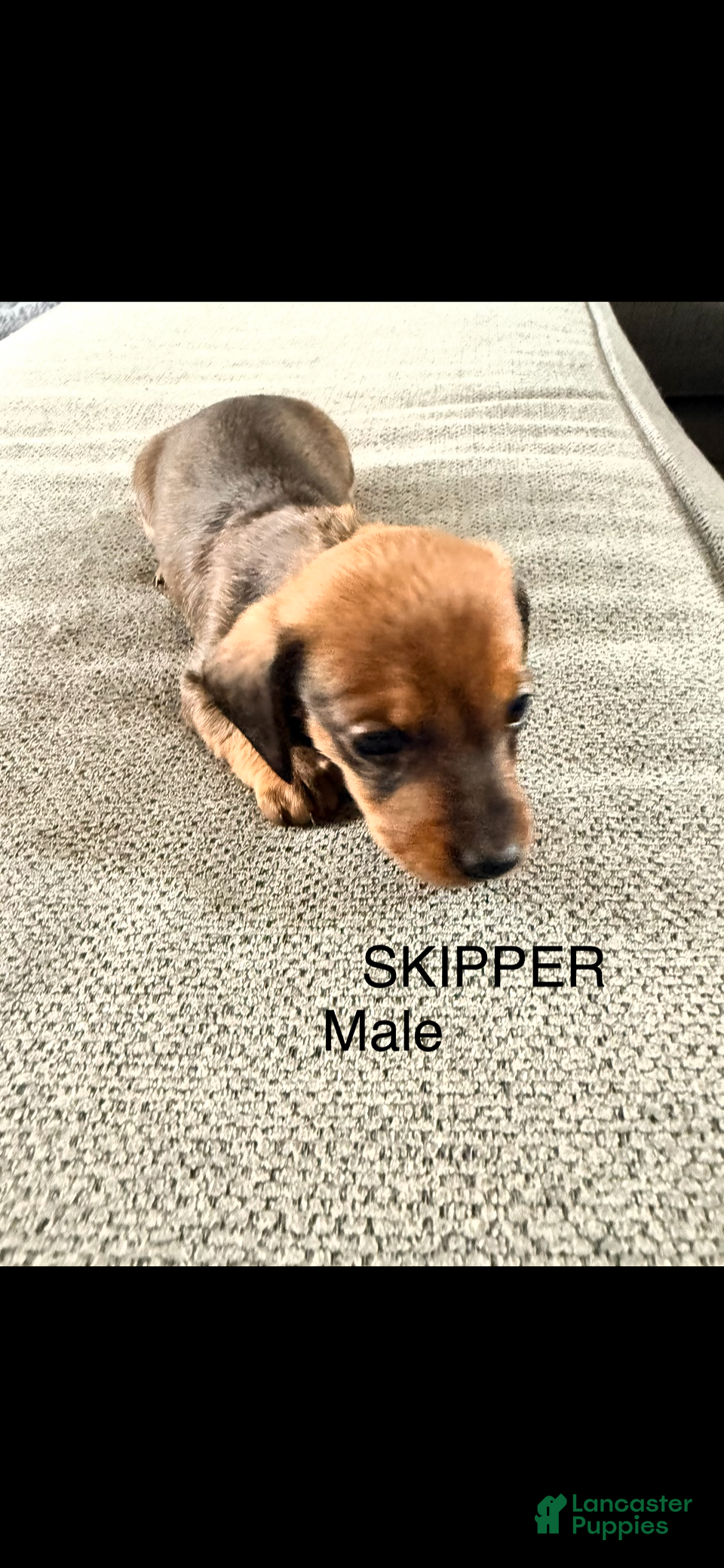 Dalmatian dogs Skipper - Ad 1