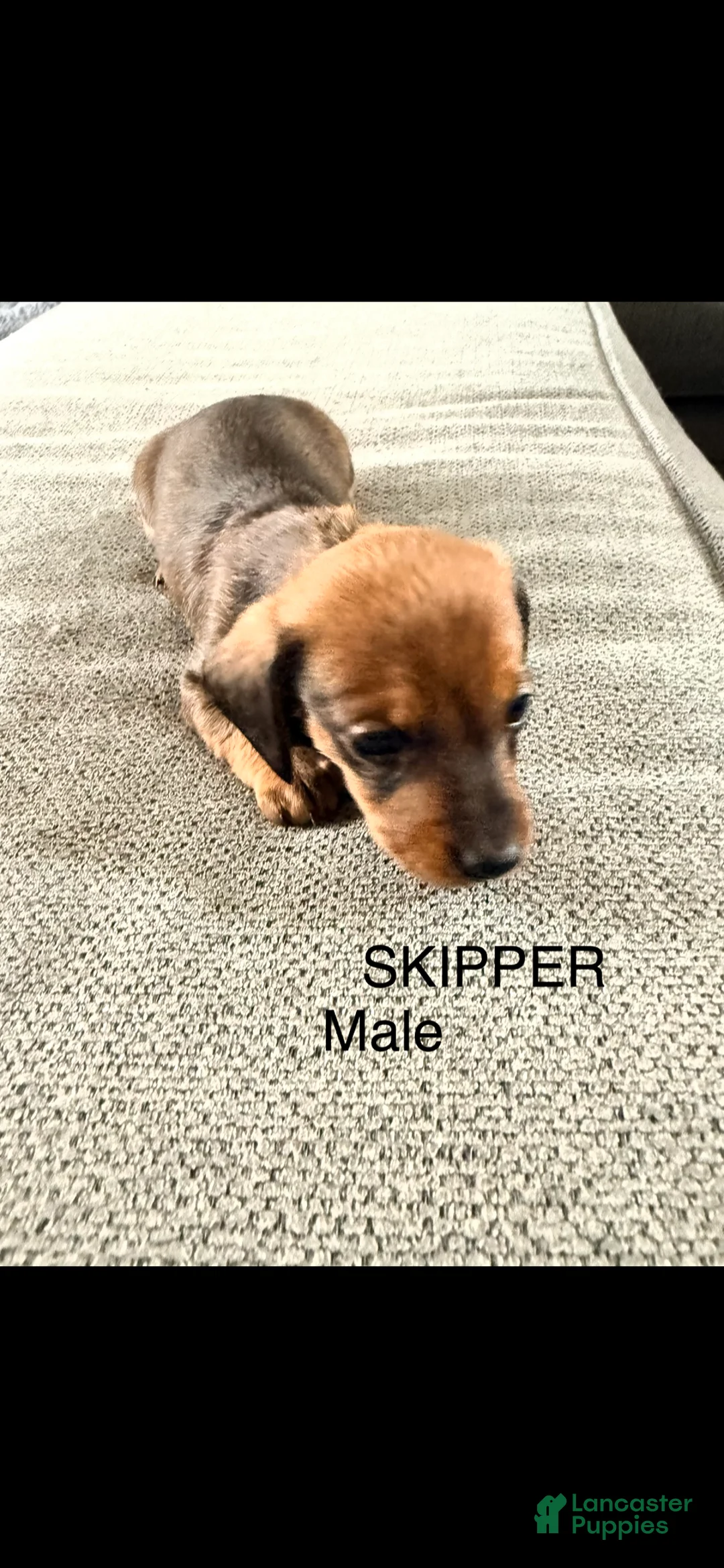 Dalmatian dogs for sale: Skipper - Ad 1