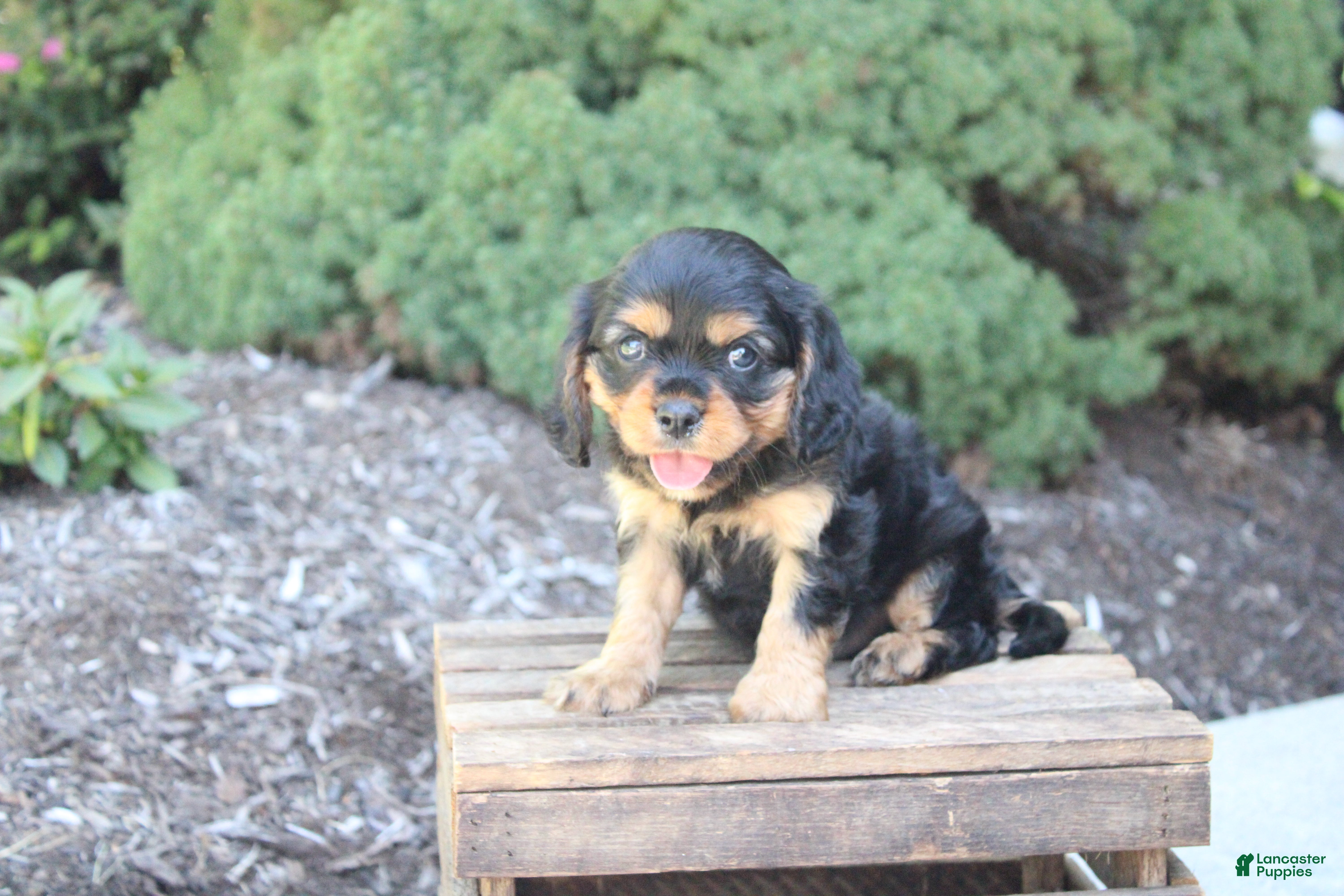 Cavalier King Charles Spaniel dogs Boston - Ad 1