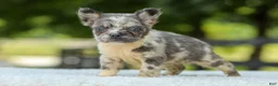 French Bulldog dogs for sale: Lisa - Ad 5
