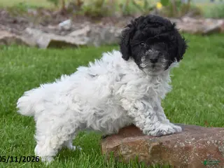 Miniature Poodle dogs for sale: Cookie - Ad 3