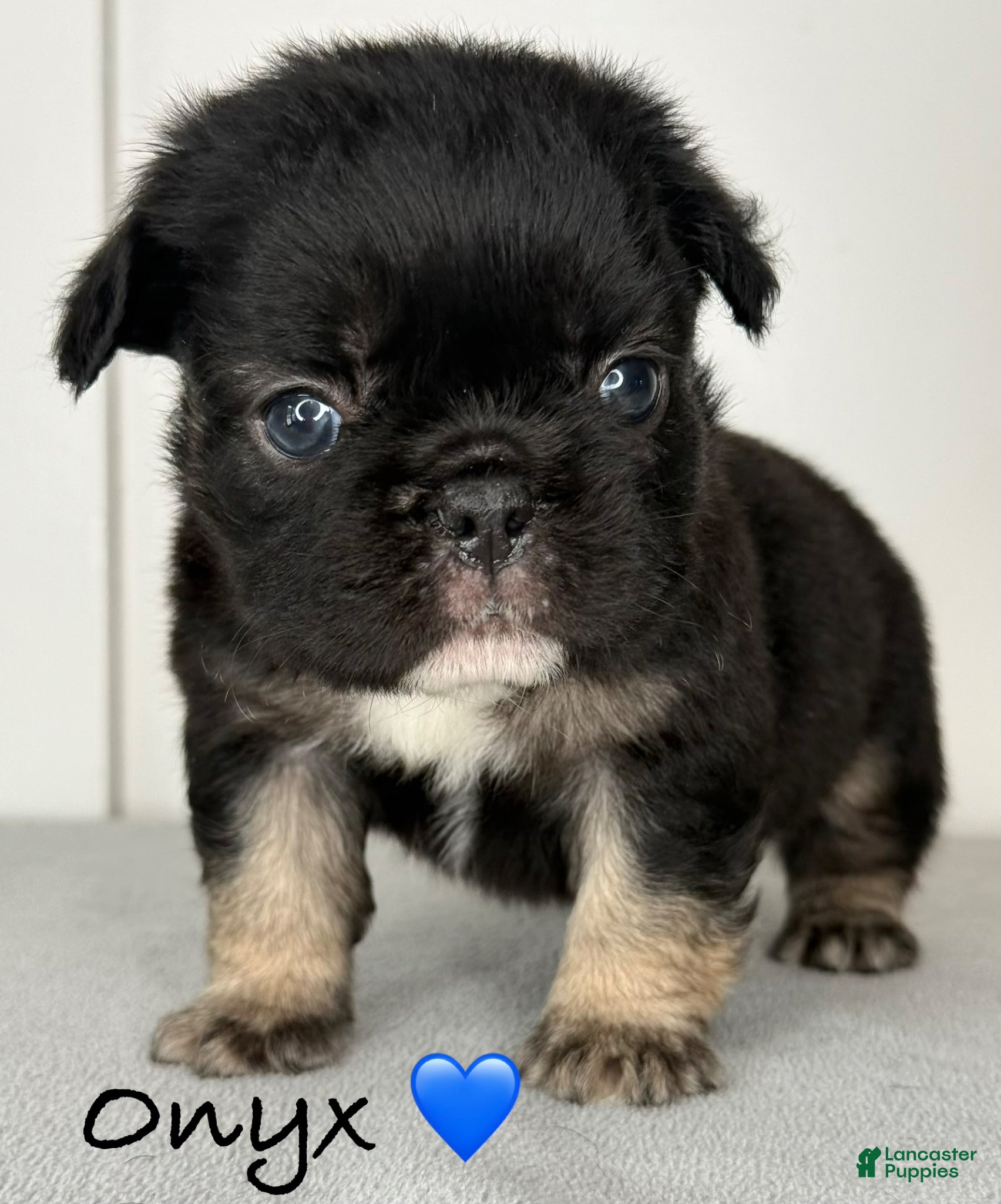 French Bulldog dogs Onyx - Male French Bulldog Puppy  - Ad 19
