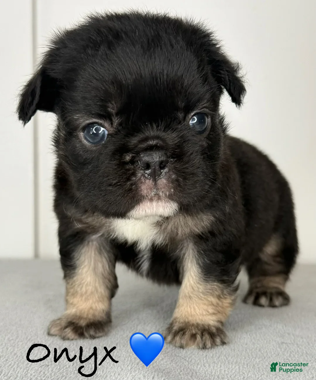 French Bulldog dogs for sale: Onyx - Male French Bulldog Puppy  - Ad 1