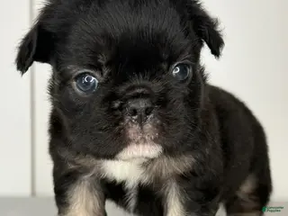 French Bulldog dogs Onyx - Male French Bulldog Puppy - Ad 35