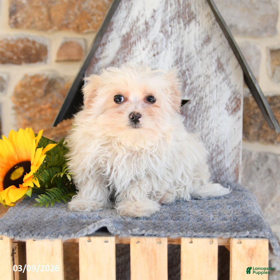 Mixed Breed dogs Lucky - Ad 1