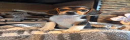 Beagle dogs for sale: Luna - Ad 7
