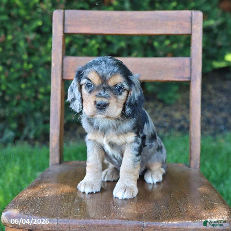 Cockalier dogs Rita - Ad 1