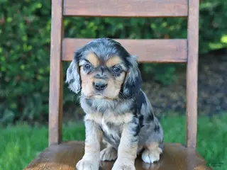 Cockalier dogs for sale: Rita - Ad 3
