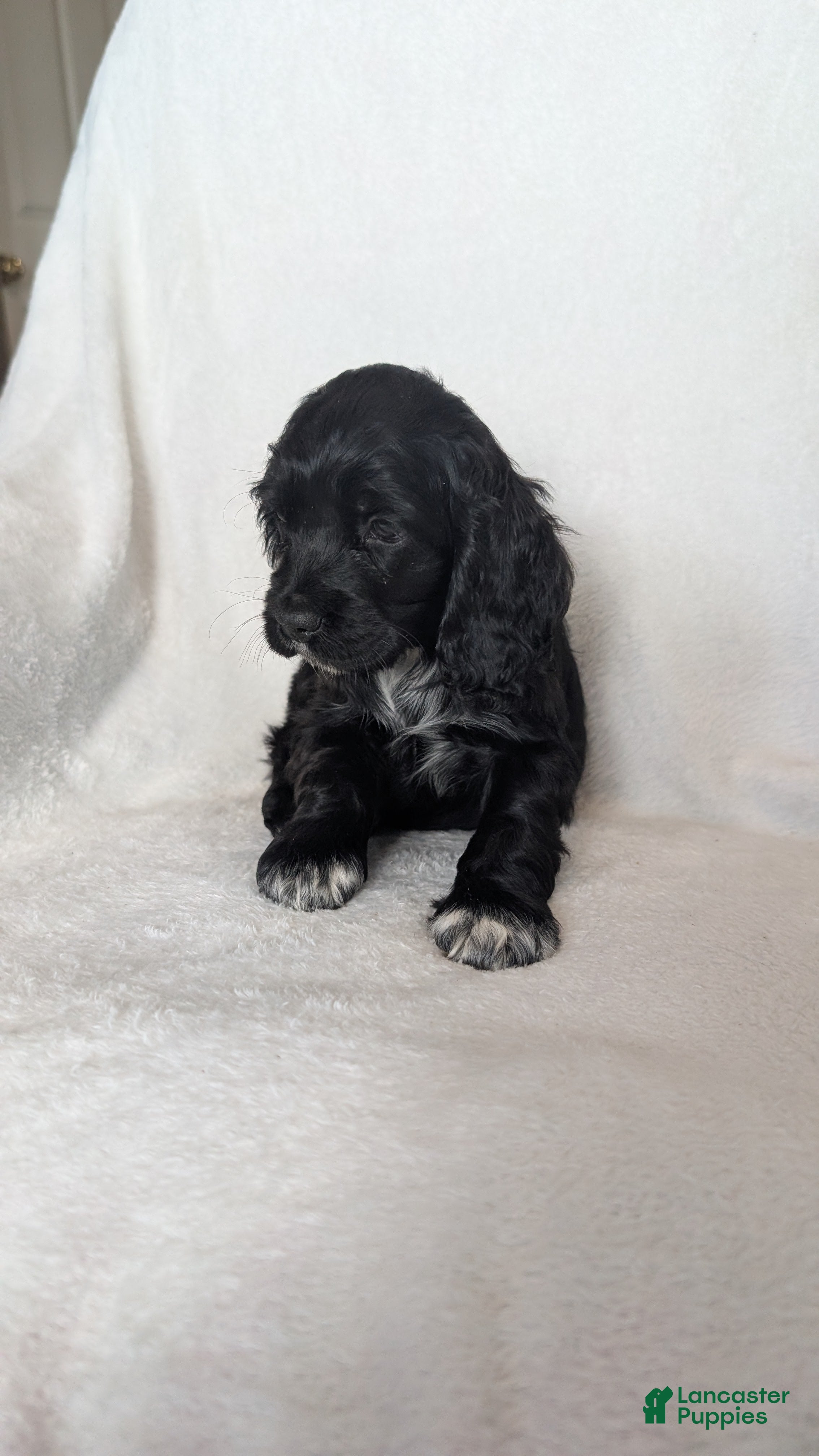 Cocker Spaniel dogs Midnight  - Ad 1