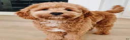 Mini Goldendoodle dogs for sale: Mr. Logan - Ad 9