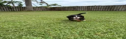 Bernese Mountain Dog dogs for sale: Bernese Mountain Dog 1 - Ad 12