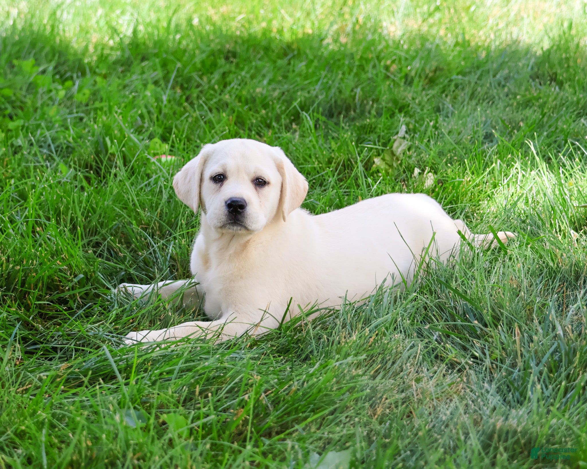 Labrador Retriever dogs Vidia  - Ad 34