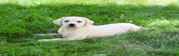 Labrador Retriever dogs for sale: Vidia  - Ad 1