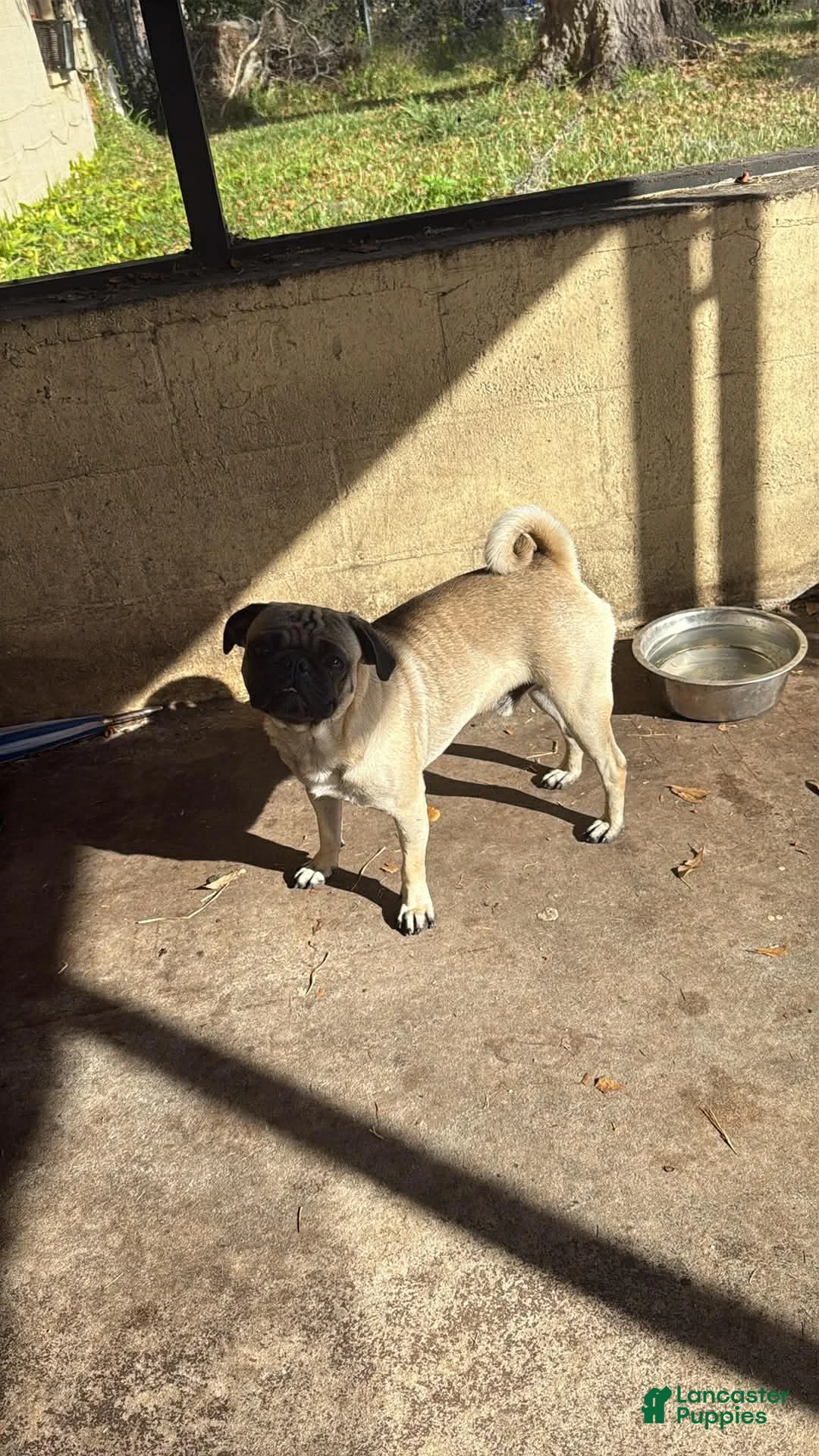 Pug dogs for sale: Pug Puppy 1 - Ad 5