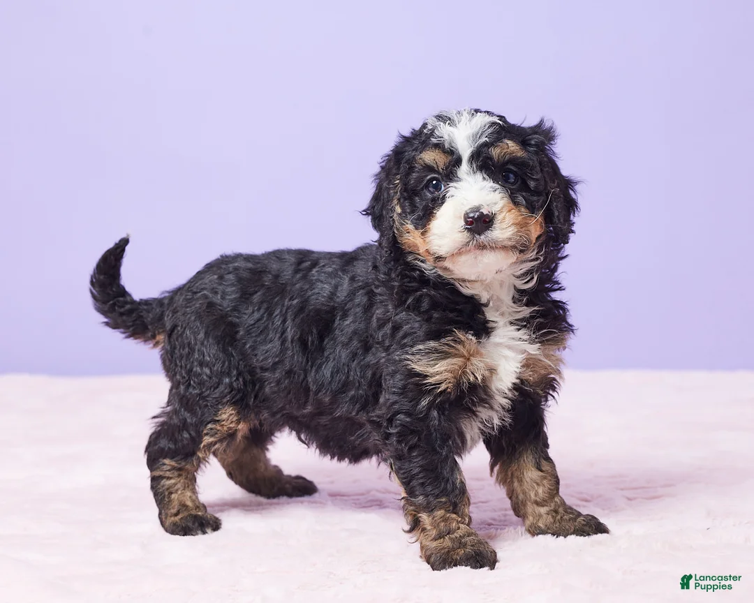 Mini Bernedoodle dogs for sale: Roscoe - Ad 2