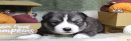 Siberian Husky dogs for sale: Yellow - Ad 2
