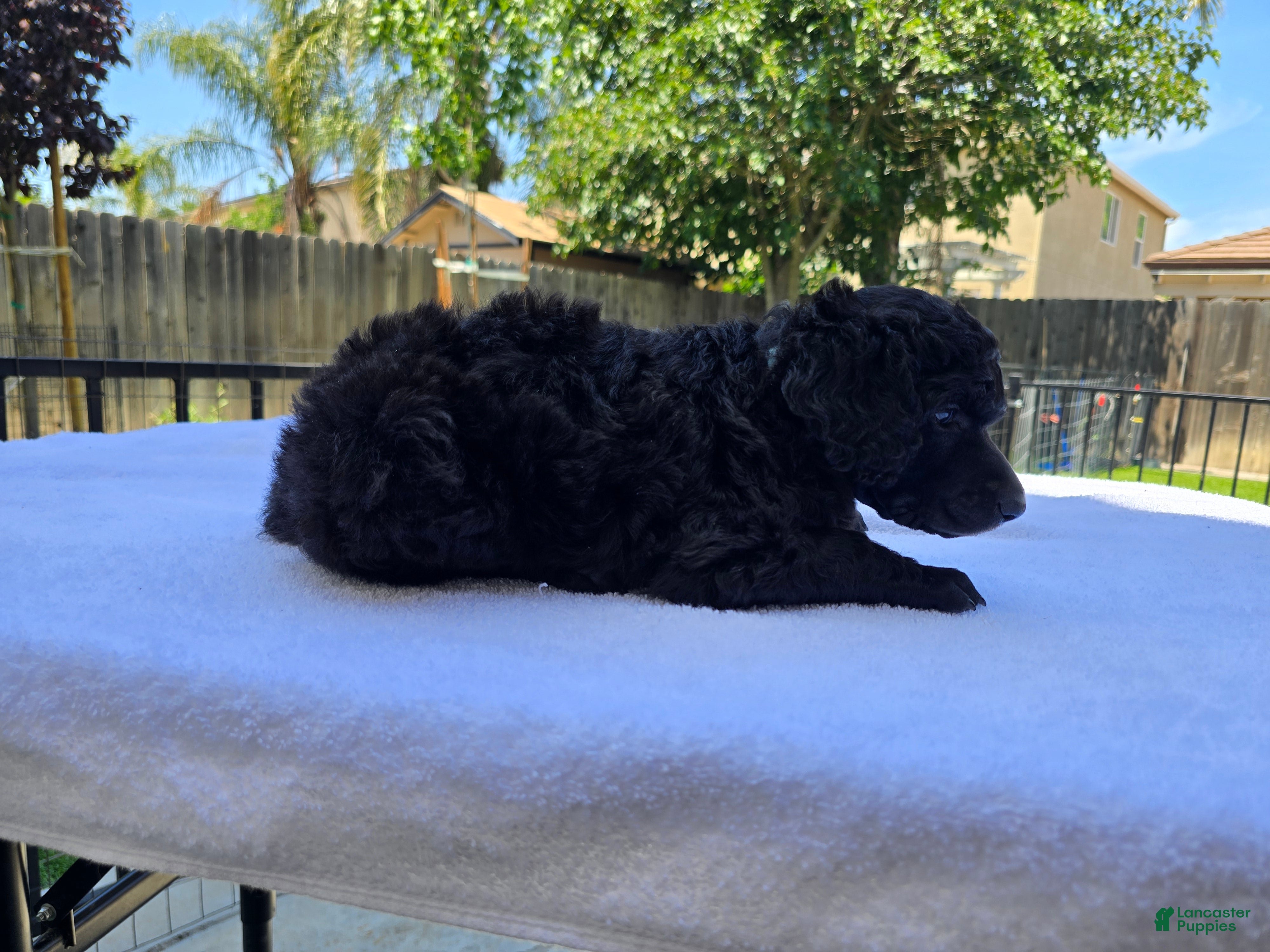 Standard Poodle dogs Standard Poodle Female - Ad 2