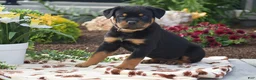 Rottweiler dogs for sale: Hunter - Ad 1